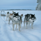 8 jours en Laponie Finlandaise avec Marie.bucketlist du 27 janvier au 3 février